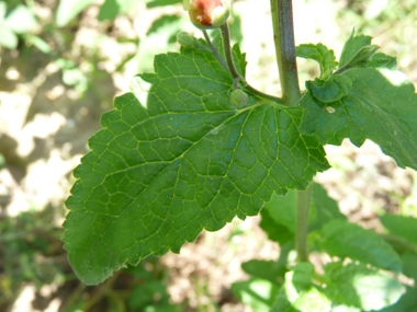 Feuilles opposées décussées aux nervures nettement visibles; de forme lancéolée, elles sont aigues à leur sommet. Agrandir dans une nouvelle fenêtre (ou onglet)